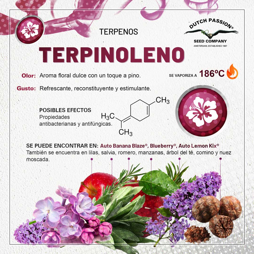 Terpeno de cannabis Terpinoleno